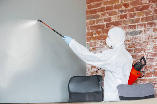 Best Environmental Consulting for Mold Prevention  in Pocasset, MA