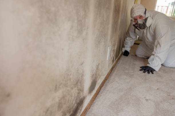 Best Industrial Mold Remediation  in Pocasset, MA